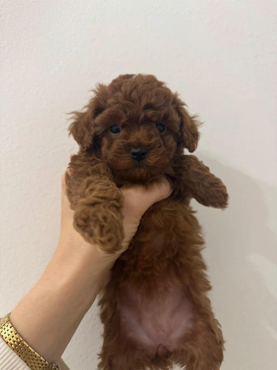 Ruby standing clearly